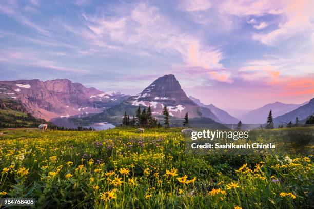 hidden lake - glacier national park - montana stock pictures, royalty-free photos & images