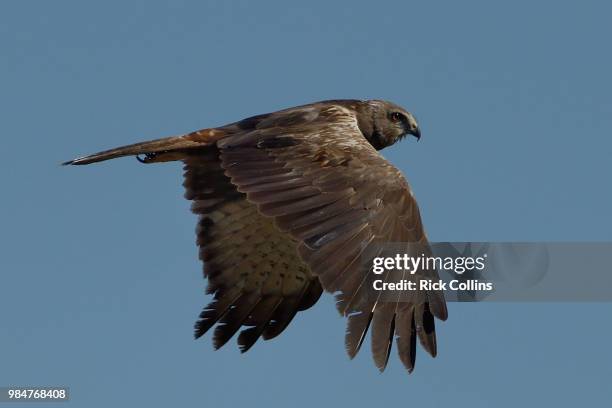 african marsh harrier - marsh harrier stock pictures, royalty-free photos & images