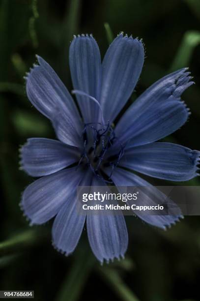 macro flower - cappuccio stock-fotos und bilder