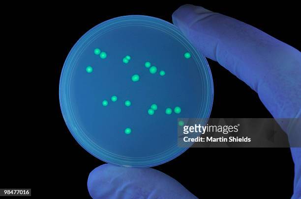 biotechnology - bioluminescence stock-fotos und bilder