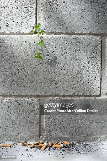 weed growing out from crack in wall, discarded cigarette butts on ground - smoking crack stock pictures, royalty-free photos & images