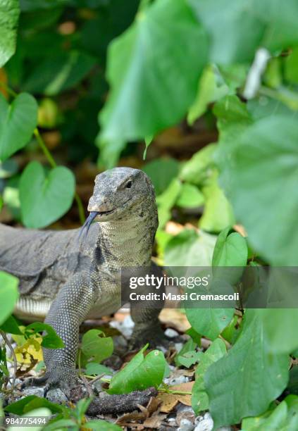 Lizards In Java Small Monitor Lizards Photos and Premium High Res Pictures - Getty Images