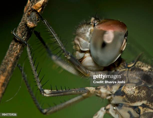 296 Ghost Insects Stock Photos, High-Res Pictures, and Images - Getty ...