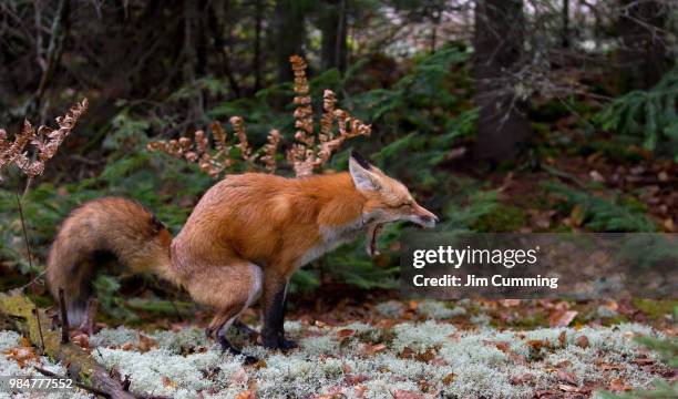 damn pine cones!!!" - red fox, algonquin park - red pine stockfoto's en -beelden