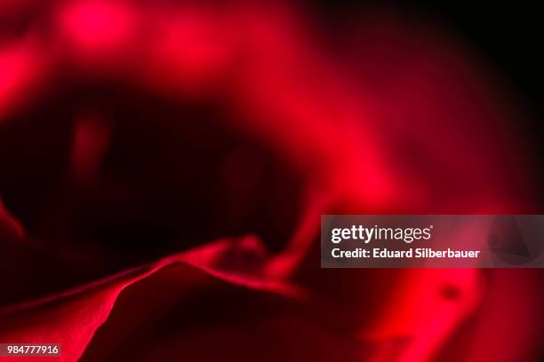 rose study 5 - silberbauer stock pictures, royalty-free photos & images