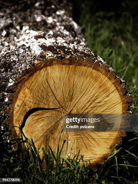 cut trunk - tronco stockfoto's en -beelden