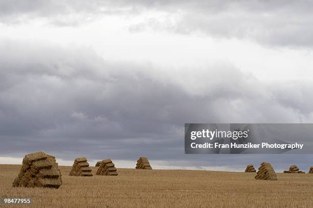 wheat stocks, western cape province, south africa - hunziker stock pictures, royalty-free photos & images