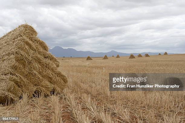 wheat stocks, western cape province, south africa - western cape province 個照片及圖片檔
