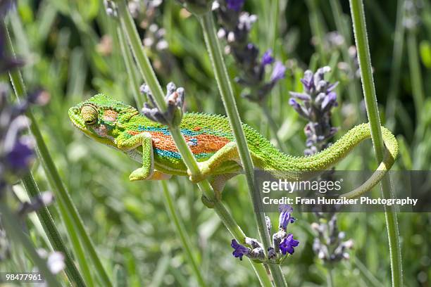 cape dwarf chameleon (bradypodion pumilum), cape town, western cape province, south africa - hunziker stock pictures, royalty-free photos & images