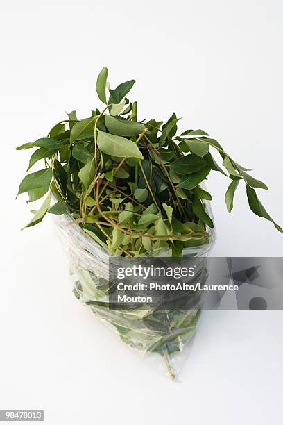 fresh curry leaves - bohnenkraut stock-fotos und bilder