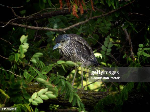 yellow-crowned night-heron - rob heron stock pictures, royalty-free photos & images