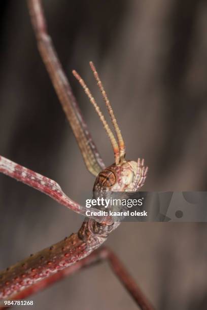 Stick Insects In Australia 98 Australian Stick Insect Stock Photos, High-Res Pictures, and Images ...