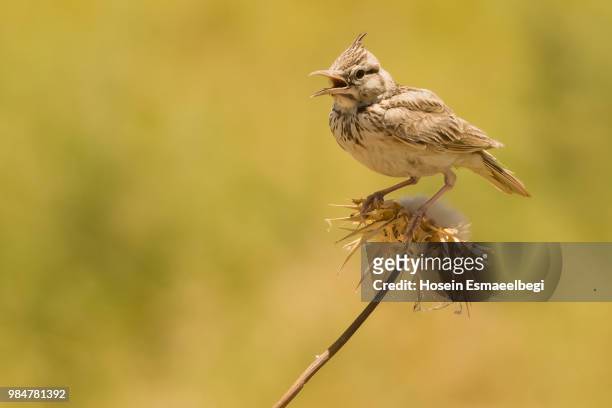 birds 32 crested lark 2 - crested lark stock pictures, royalty-free photos & images