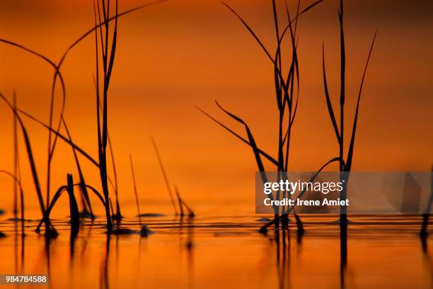 55 Irene Reed Stock Photos, High-Res Pictures, and Images - Getty Images