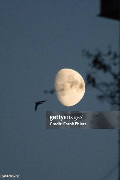 la luna - ehlers stock pictures, royalty-free photos & images