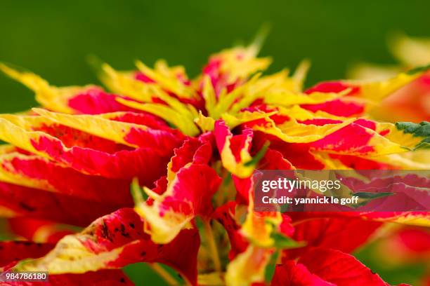 Vert Jaune Rouge Photos and Premium High Res Pictures - Getty Images