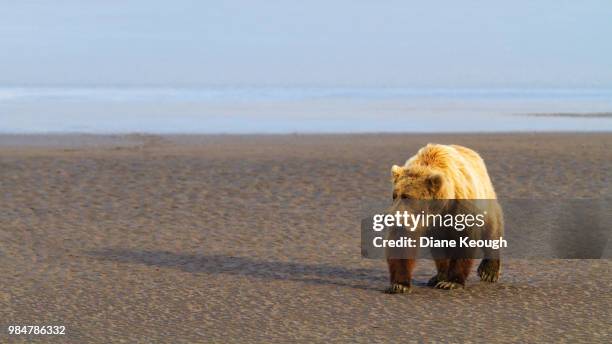 grizzly bear with golden fur approaching on the dark sandy beach with the water in the background. bear shadow shown on the sand on a lovely clear summer day. - water bear stock pictures, royalty-free photos & images