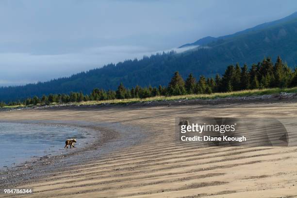 scenic landscape of alaskan beach in national park with a mother grizzly bear and her cub. they are walking along the beach  a few meters apart away from the camera and looking towards each other. moody sky and mountains in the background with pine trees. - walking away from camera stock pictures, royalty-free photos & images