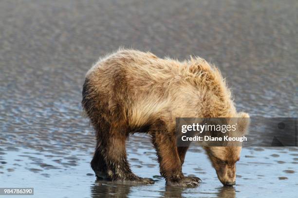 young bear cub drinking from a puddle of water on the dark sandy beach with his head down but turned toward the camera - water bear stock pictures, royalty-free photos & images