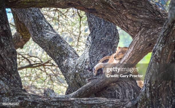 Tree Cub High-Res Stock Photo
