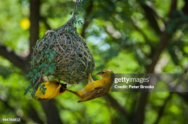 nest inspection - weaverbird stock pictures, royalty-free photos & images