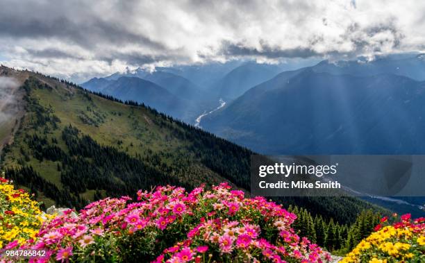 crystal mountain ski with flowers - crystal smith stockfoto's en -beelden