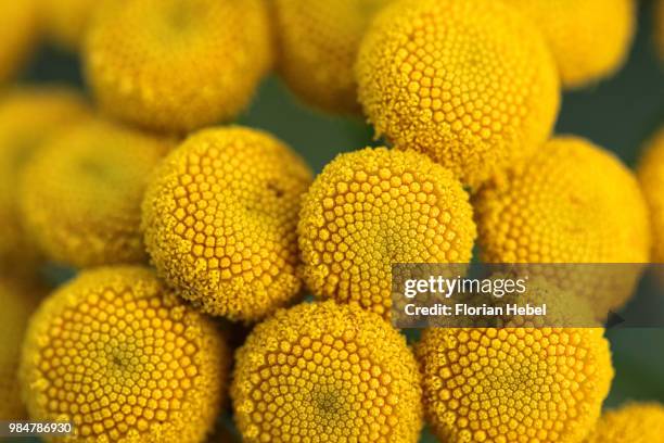 yellow - hebel stock pictures, royalty-free photos & images