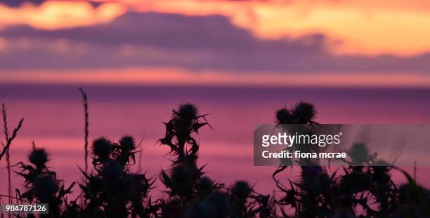 thistle sunset - thistle silhouette stock pictures, royalty-free photos & images