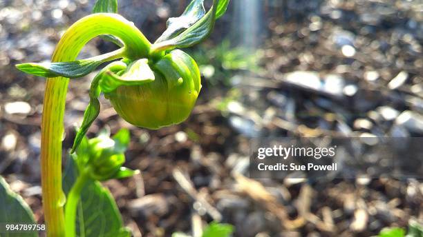 viva! dahlia xxl - pitcher plant stock pictures, royalty-free photos & images