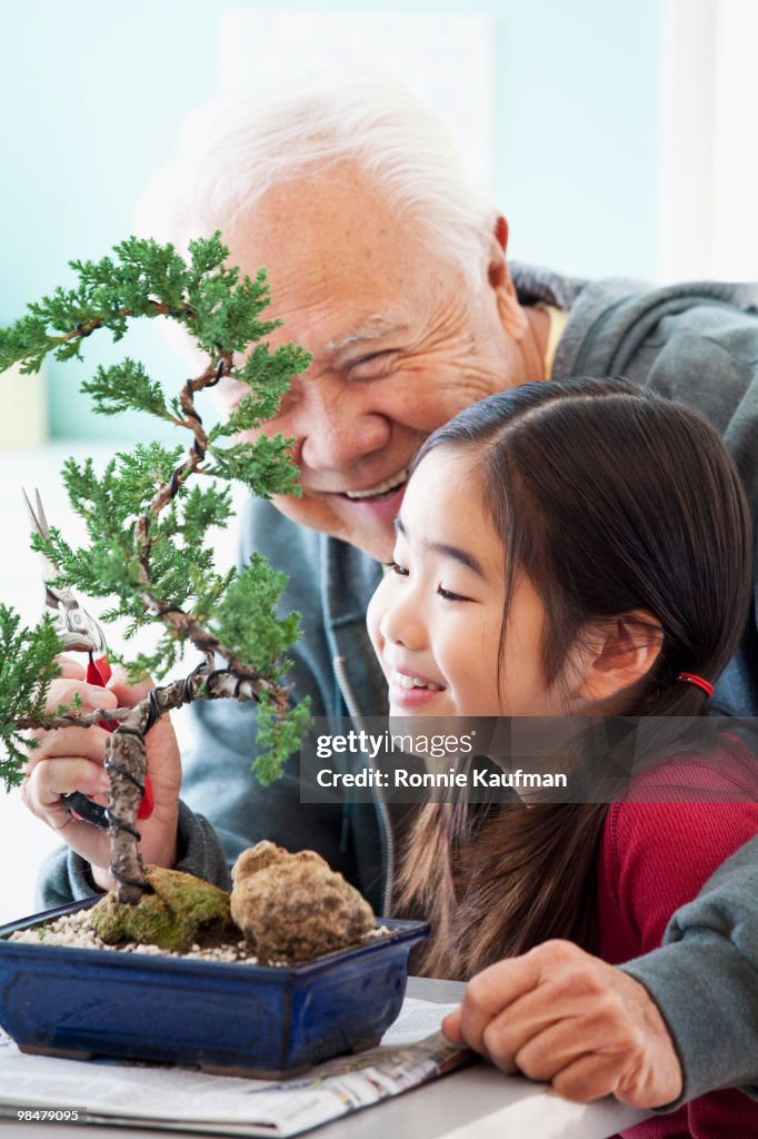 Senior Japanese man pruning bonsai tree with granddaughter