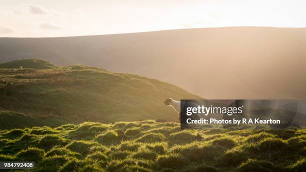 lost lamb in summer sunlight - edale stock pictures, royalty-free photos & images