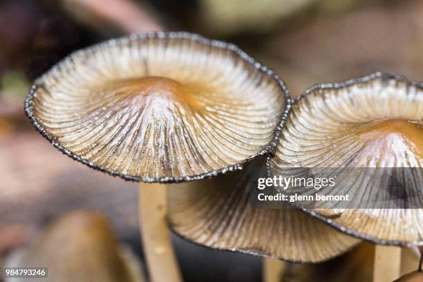 october mushrooms - glenn fine stock pictures, royalty-free photos & images