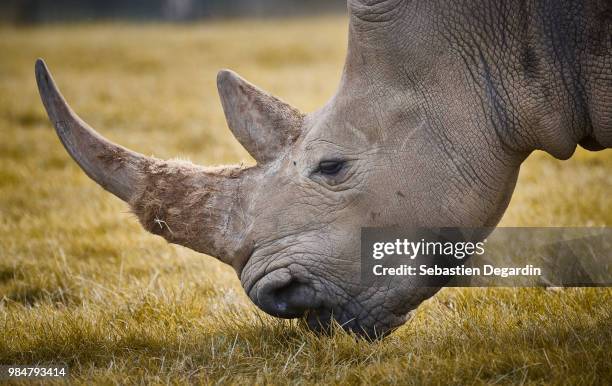 a rhinoceros grazing. - rhinos stock pictures, royalty-free photos & images