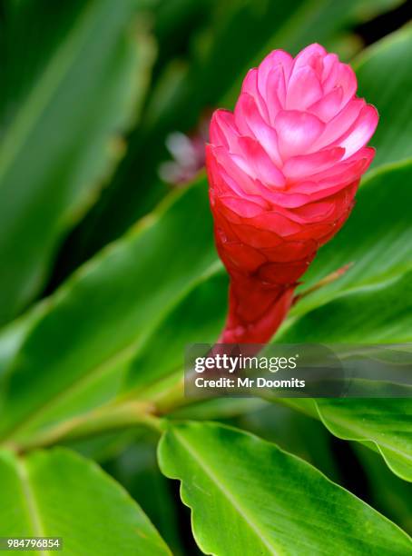 red ginger flower - ginger flower stock pictures, royalty-free photos & images