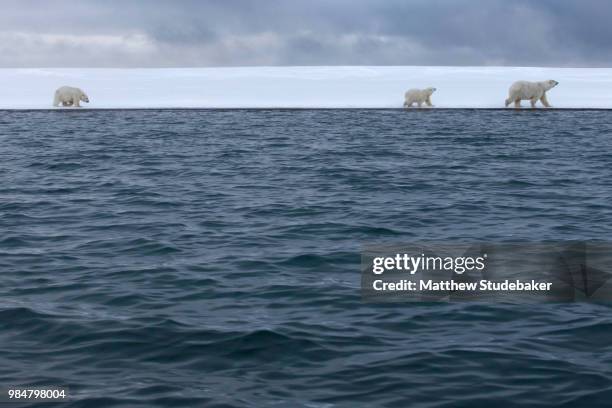 polar bears and arctic ocean - studebaker foto e immagini stock