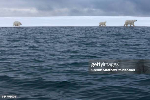 polar bears and arctic ocean - studebaker stockfoto's en -beelden