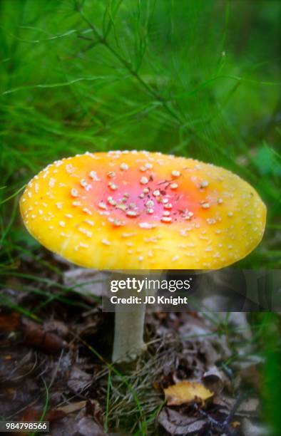 alaskan mushroom ii - jd woods stock pictures, royalty-free photos & images