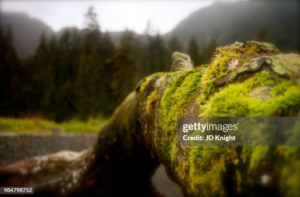 moss on a tree branch - jd woods stock pictures, royalty-free photos & images