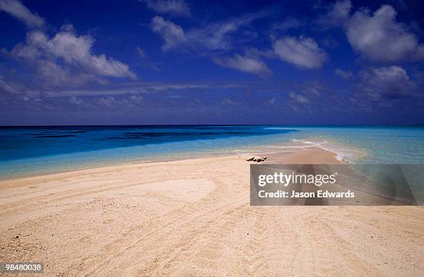 a flock of black noddy rest on a remote sand spit in turquoise seas. - língua de areia - fotografias e filmes do acervo