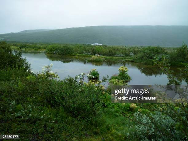 angelica herbs in landscape - biennial stock pictures, royalty-free photos & images