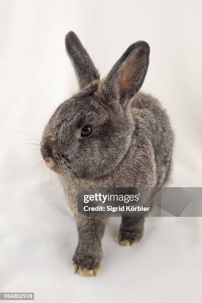 bunny - arctic hare stock pictures, royalty-free photos & images