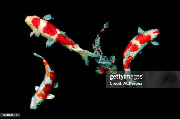 japanese carps - himeji stockfoto's en -beelden