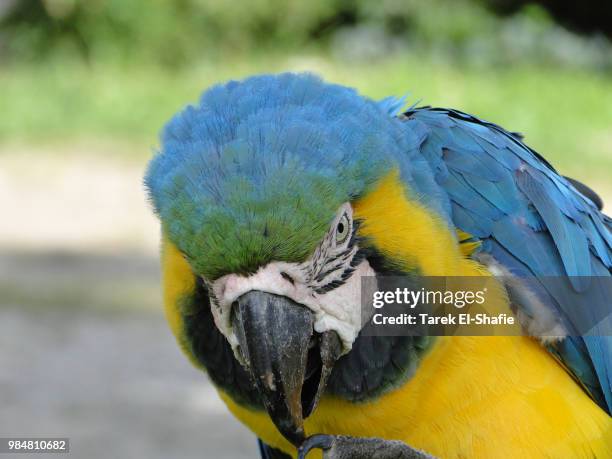 Parrot Raging Angry Parrot Photos and Premium High Res Pictures - Getty Images
