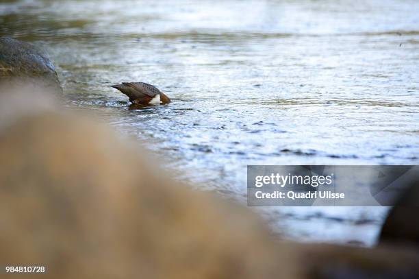 merlo acquaiolo - foraging on beach stock pictures, royalty-free photos & images