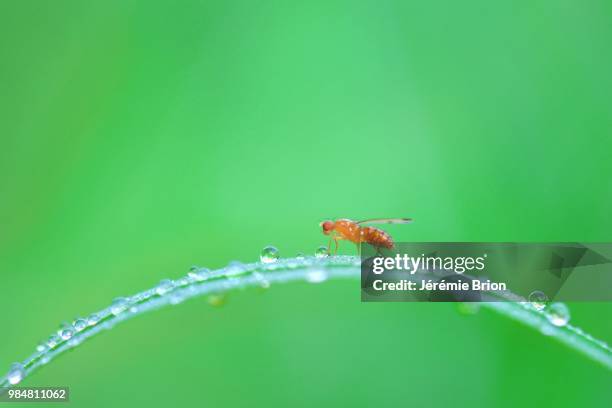insecte sur herbe - insecte stock-fotos und bilder