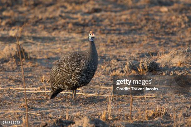 guinea fowl kafue - guinea fowl fotografías e imágenes de stock