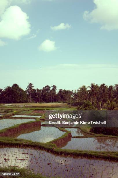 Ubud Rice Patty 42 Rice Patty Fields Stock Photos, High-Res Pictures, and Images ...