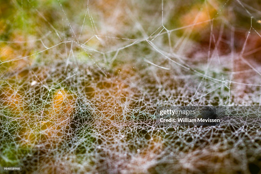 Colourful Autumn Dew