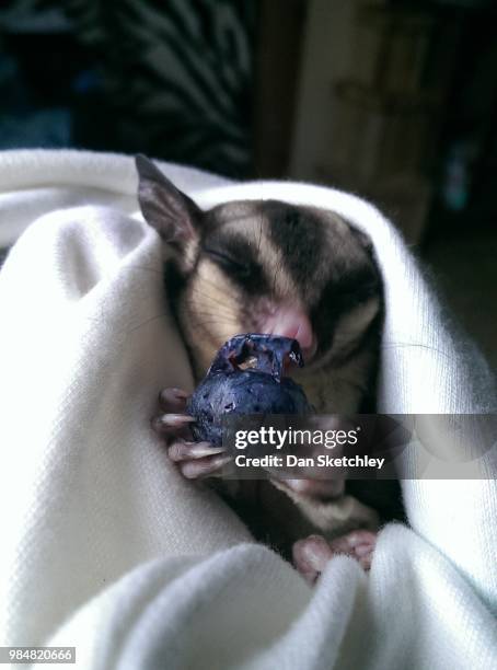 my first taste of blueberry - sugar glider stock pictures, royalty-free photos & images