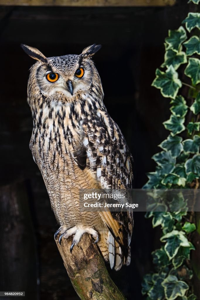 Bengal Eagle Owl Jeremy Sage